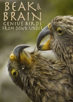 watch Beak & Brain - Genius Birds from Down Under movies free online