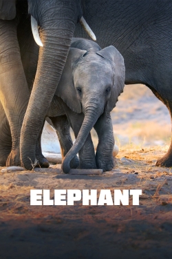 watch Elephant movies free online