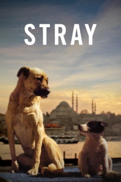 watch Stray movies free online