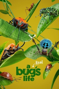 watch A Real Bug's Life movies free online